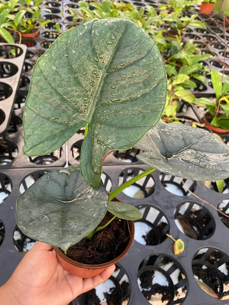 4" Alocasia Bisma